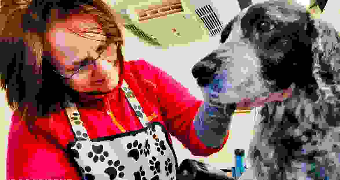 Mad about Mutts Dog Grooming, Groomer, Mobile